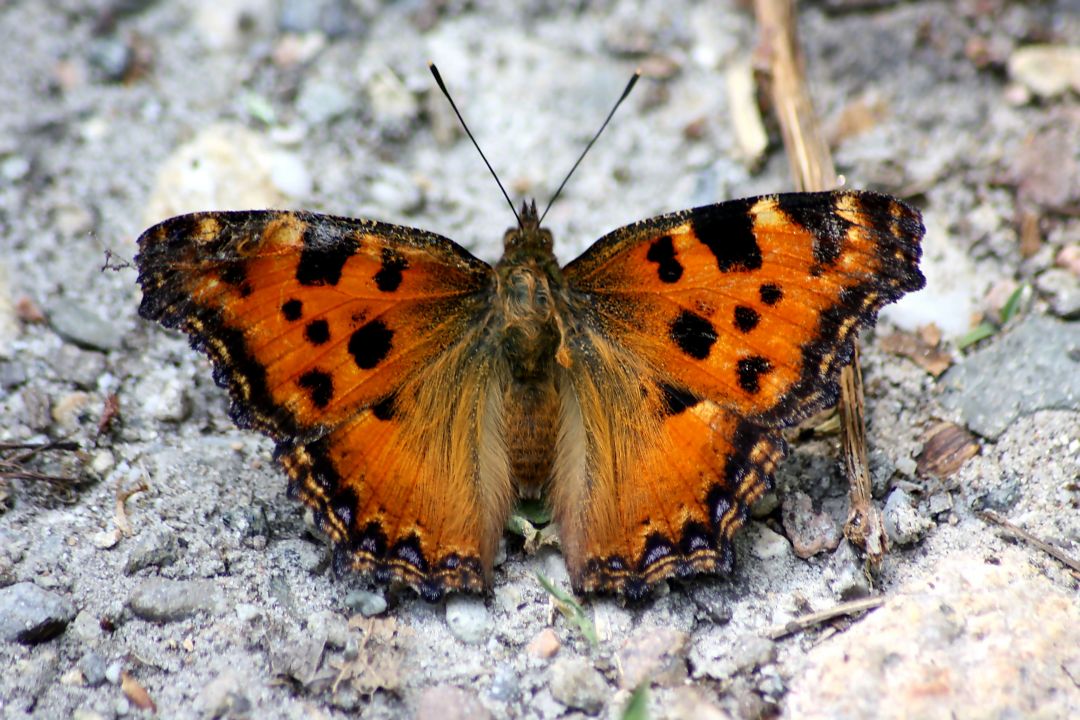 Identificazione - Nymphalis polychloros